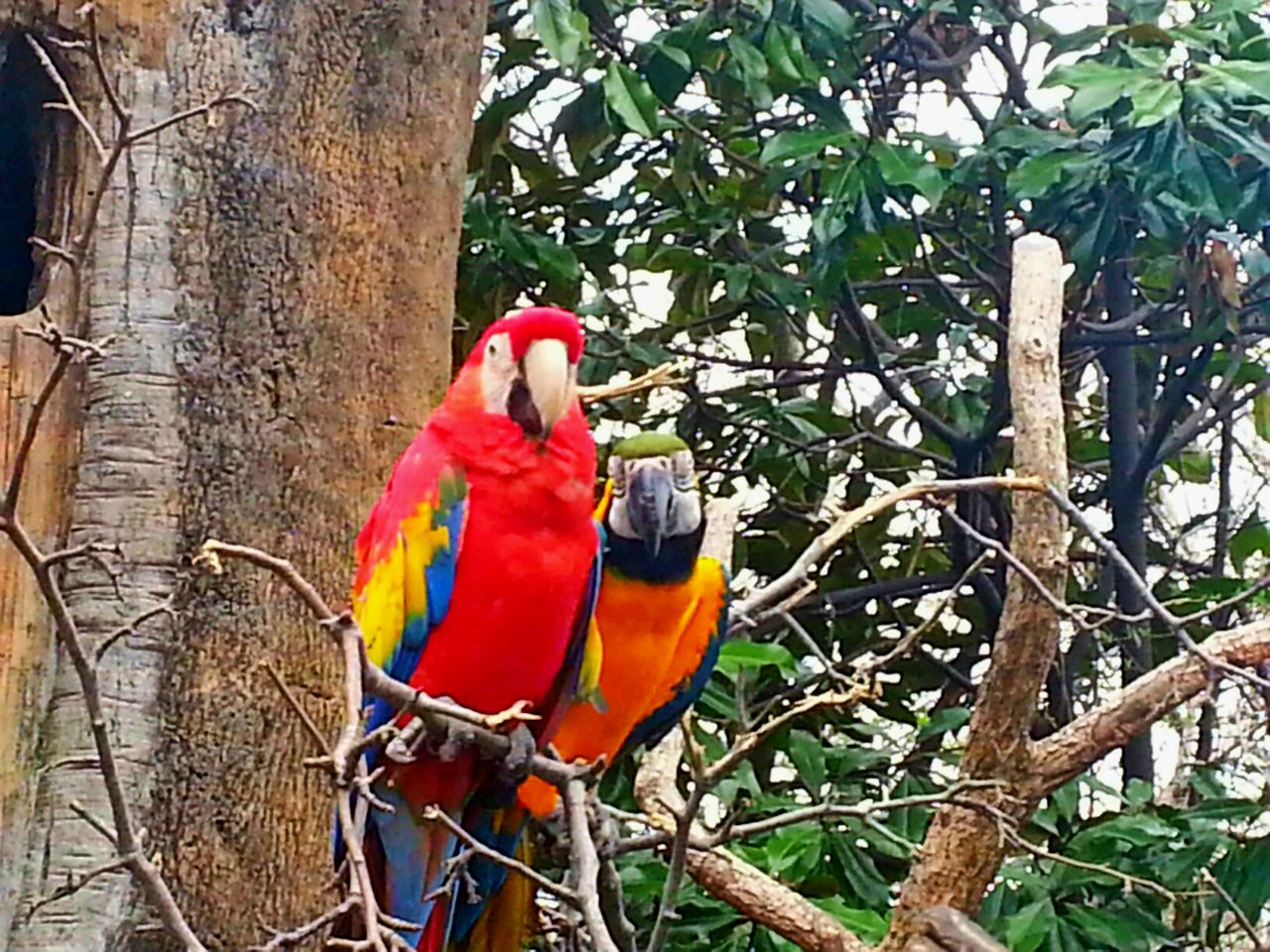 Apr. 2013 - Wings of the World - Scarlet + Blue-and-gold Macaws