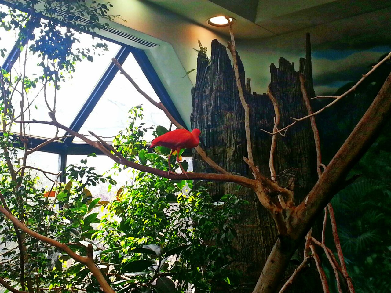 Apr. 2013 - Wings of the World - Scarlet Ibis