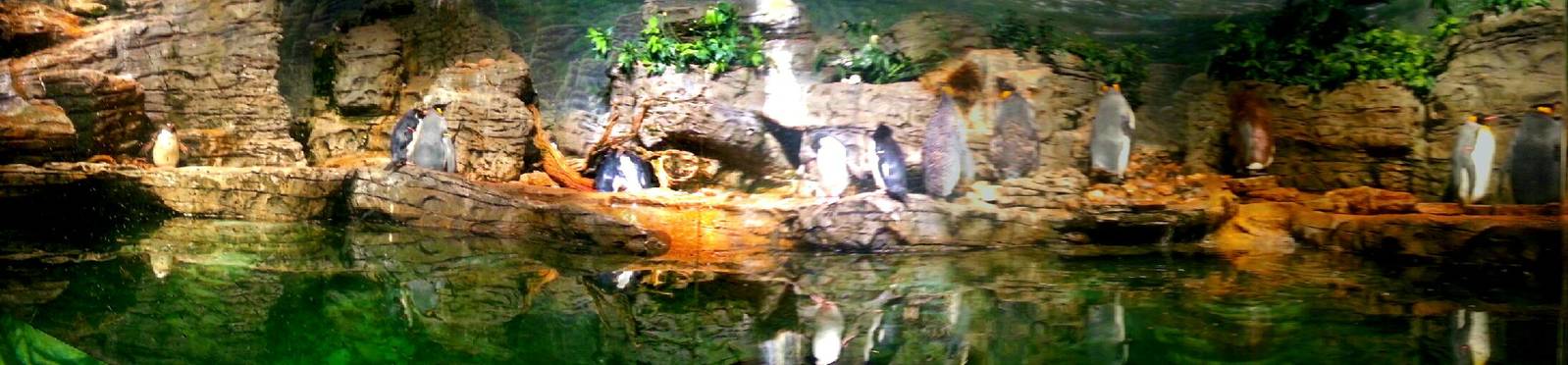 Apr. 2013 - Wings of the World - Sub-Antarctic Coast Panorama