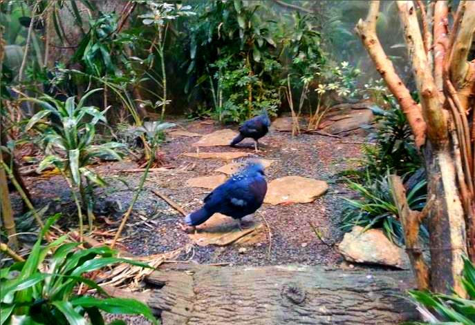 Apr. 2013 - Wings of the World - Victoria Crowned Pigeons