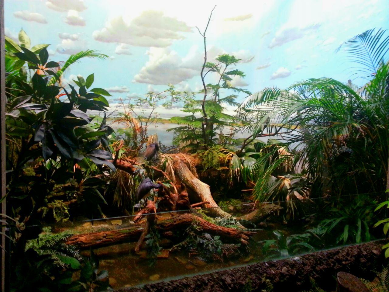 Apr. 2013 - Wings of the World - Wetlands