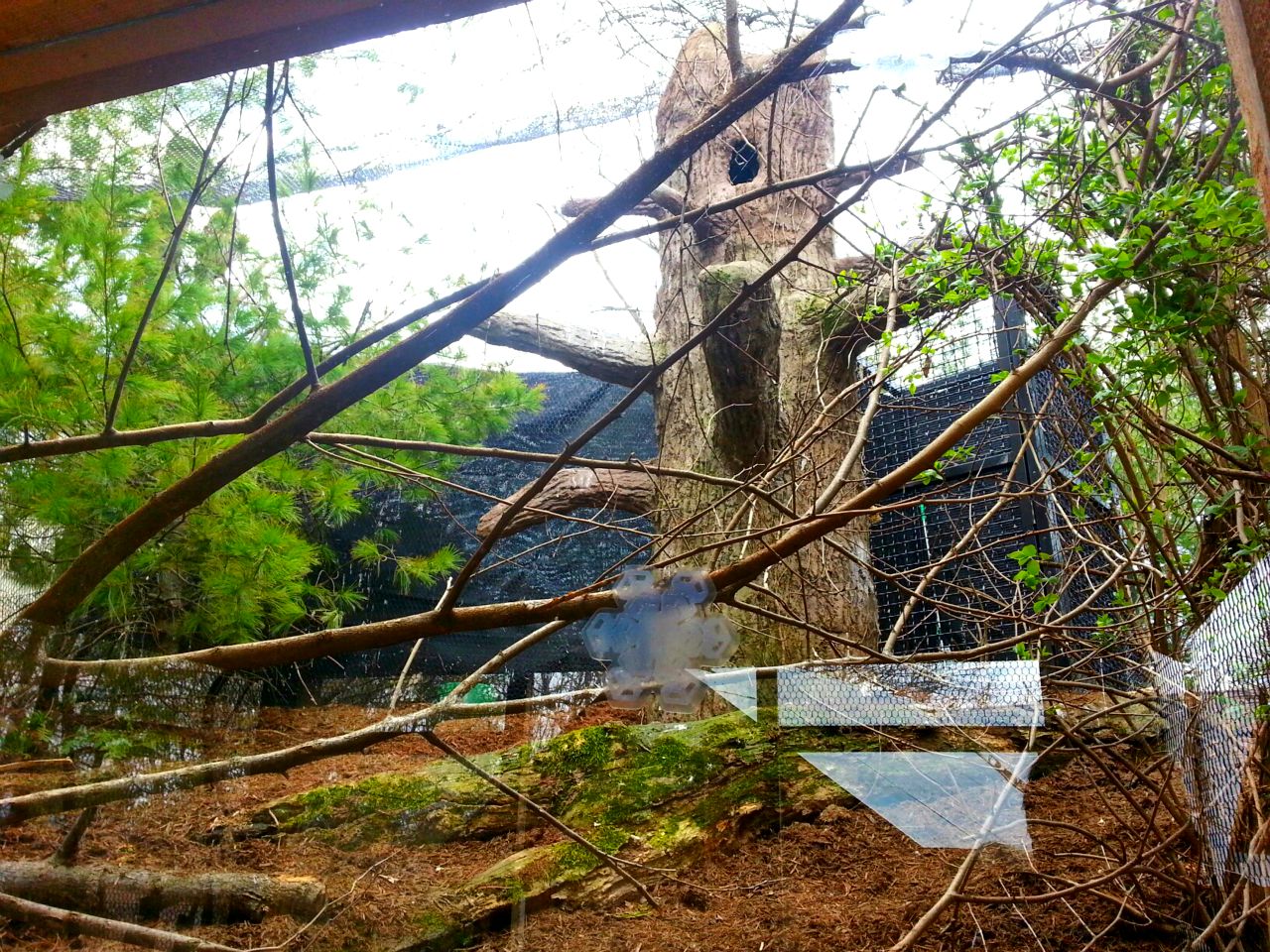 Apr. 2013 - Wolf Woods - Barred Owl Exhibit