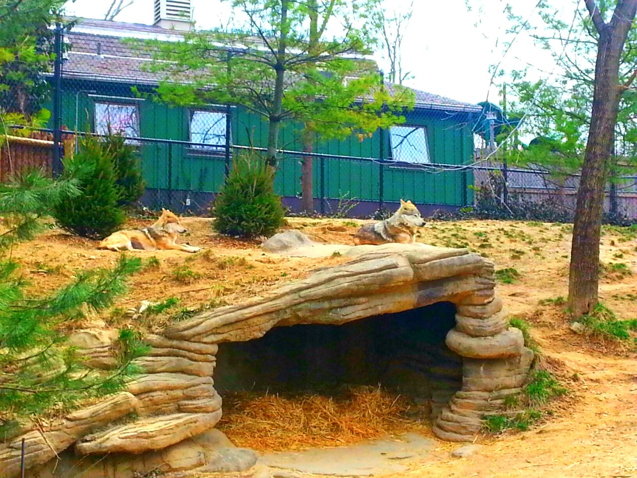 Apr. 2013 - Wolf Woods - Maya + Sedona - Mexican Wolves