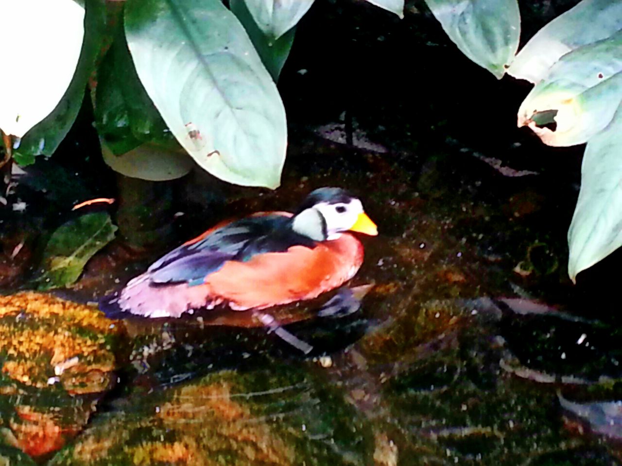 Apr. 2013 - World of the Insect - African Pygmy Goose