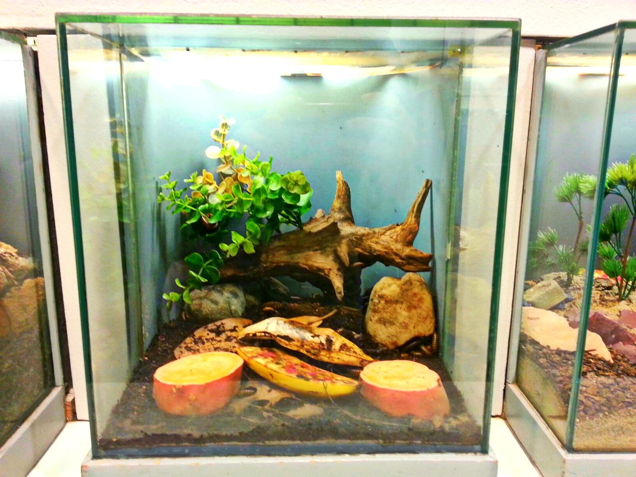 Apr. 2013 - World of the Insect - Amazon Millipede Exhibit