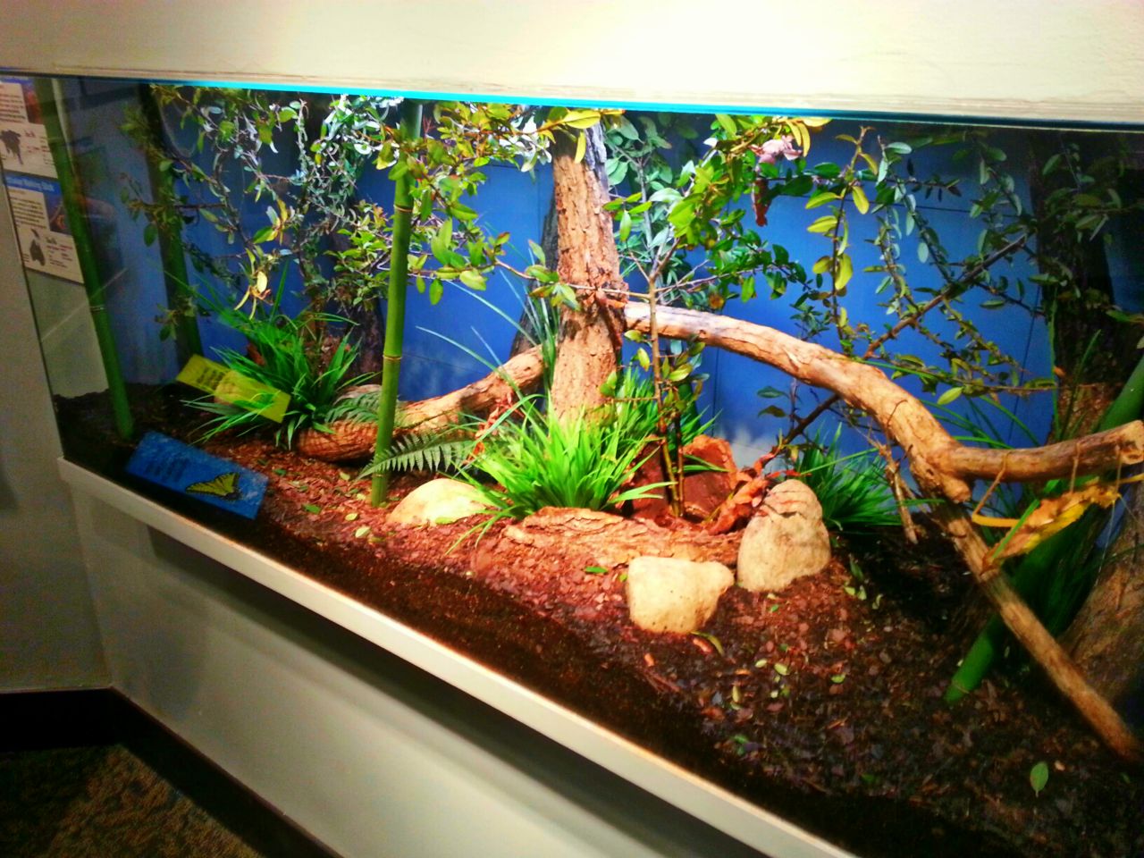 Apr. 2013 - World of the Insect - Australian Walking Stick + Spiny Leaf Ins