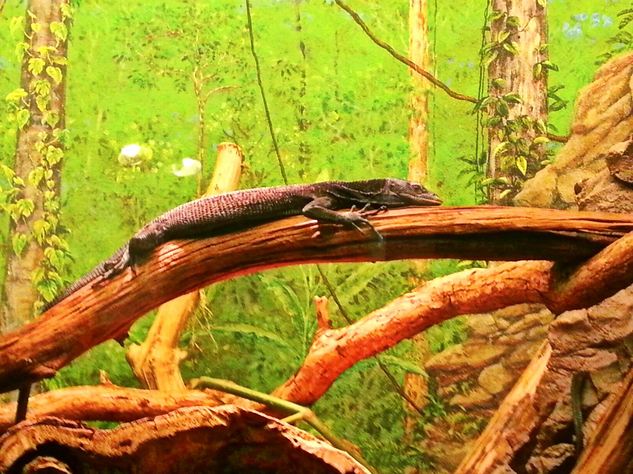 Apr. 2013 - World of the Insect - Black Tree Monitor