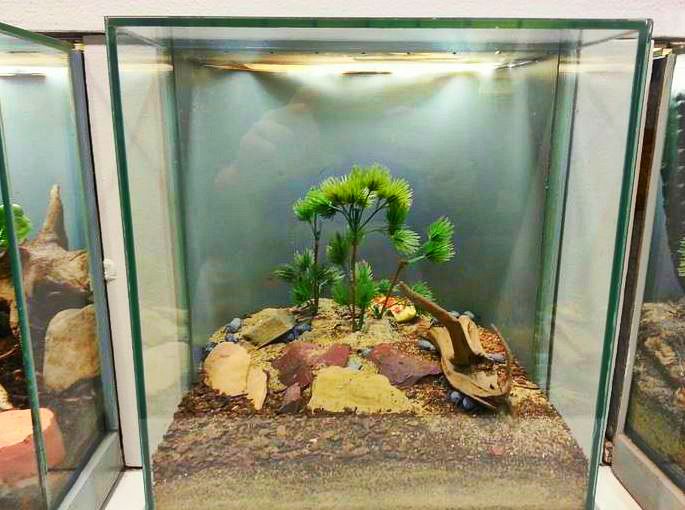 Apr. 2013 - World of the Insect - Blue Death Feigning Beetle Exhibit