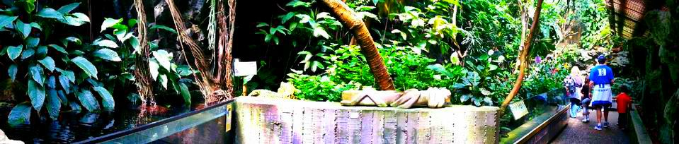 Apr. 2013 - World of the Insect - Butterfly Rainforest Panorama