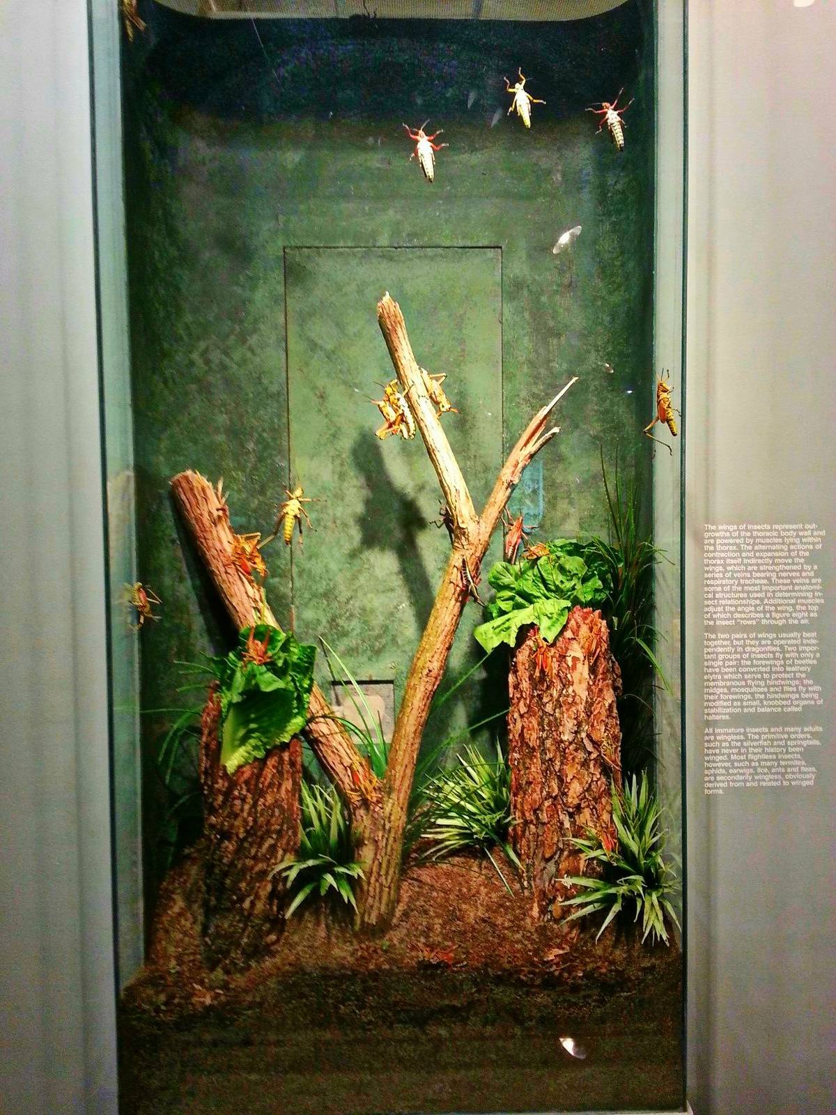 Apr. 2013 - World of the Insect - Eastern Lubber Grasshopper Exhibit