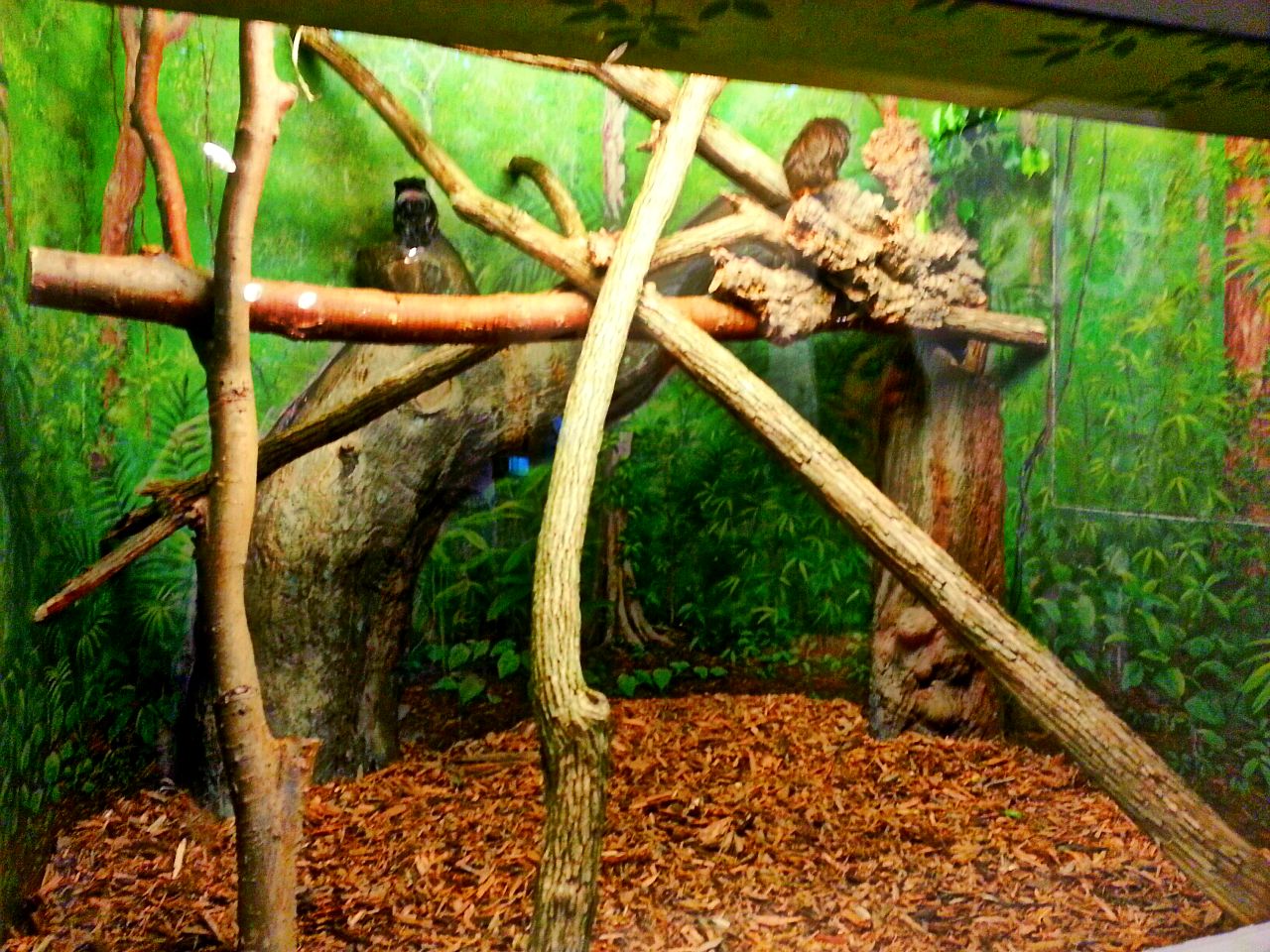 Apr. 2013 - World of the Insect - Emperor Tamarin Exhibit