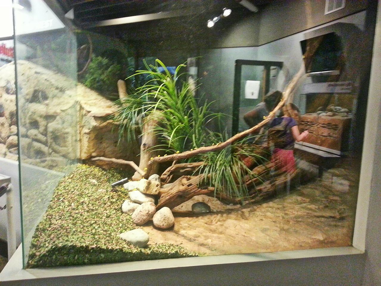 Apr. 2013 - World of the Insect - First Leaf-cutter Ant Exhibit