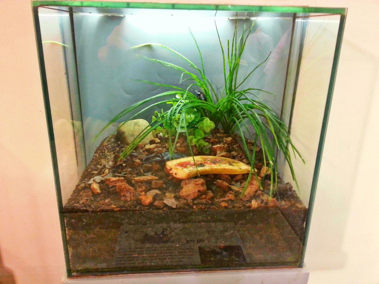 Apr. 2013 - World of the Insect - Giant Black Stag Beetle Exhibit