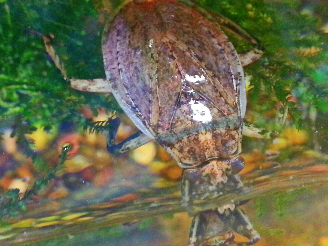Apr. 2013 - World of the Insect - Giant Water Bug