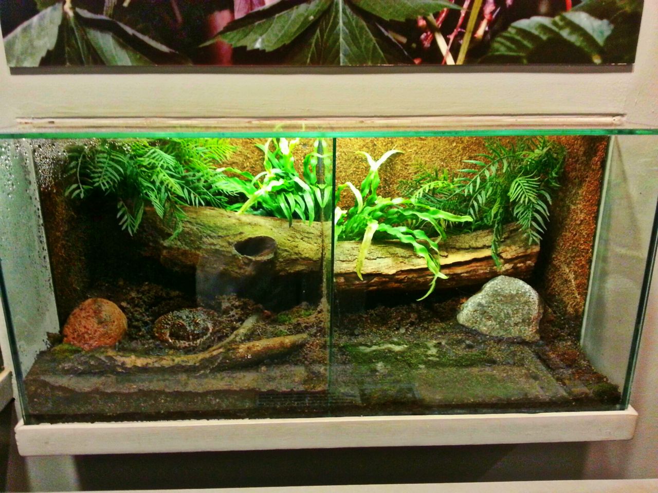 Apr. 2013 - World of the Insect - Ornate Horned Frog Exhibits