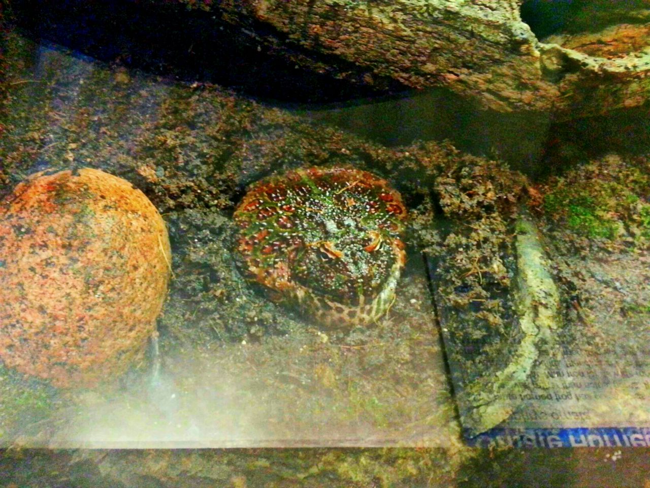 Apr. 2013 - World of the Insect - Ornate Horned Frog