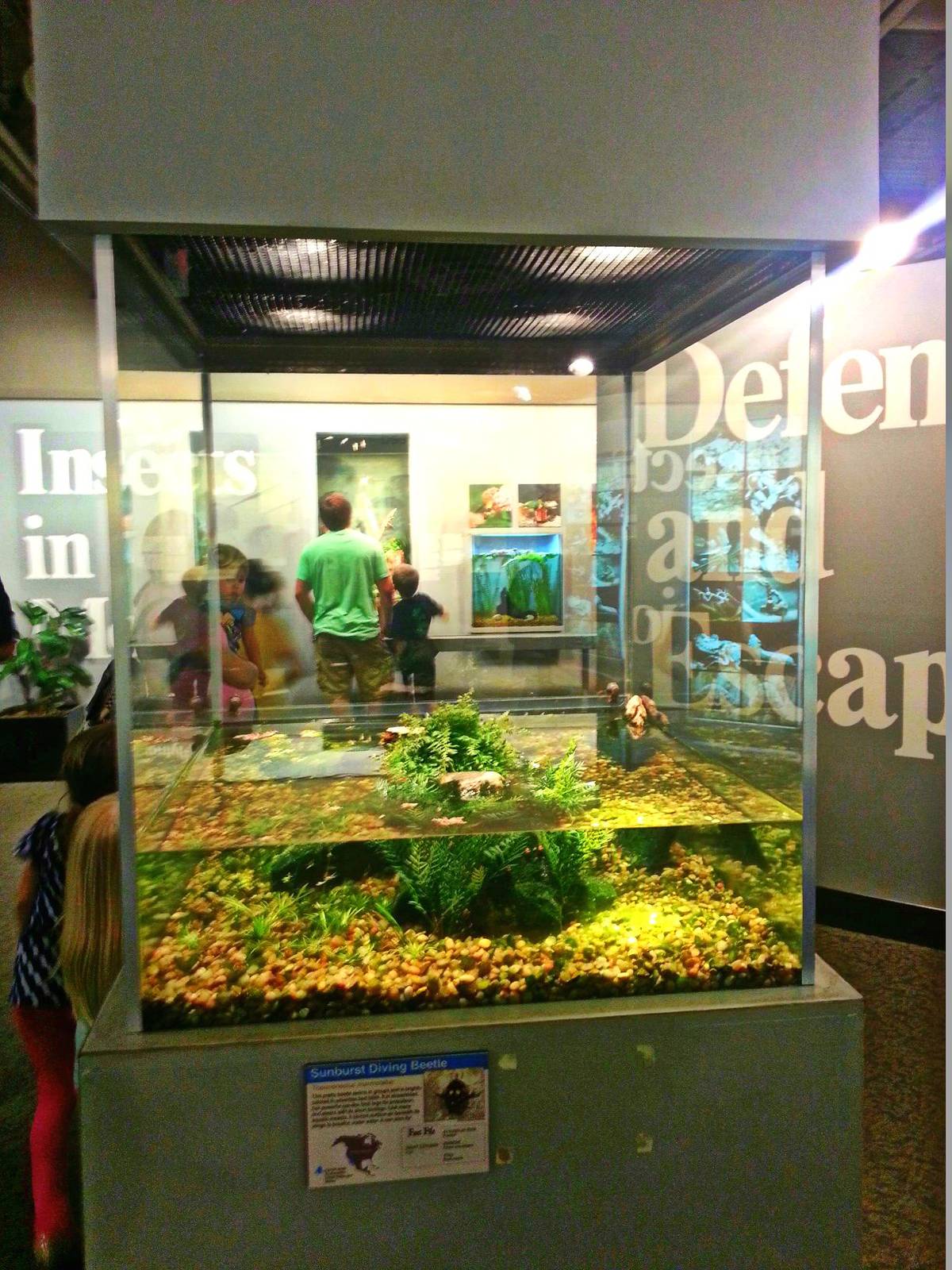 Apr. 2013 - World of the Insect - Sunburst Diving Beetle Exhibit