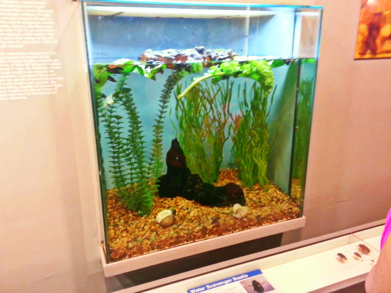 Apr. 2013 - World of the Insect - Water Scavenger Beetle Exhibit