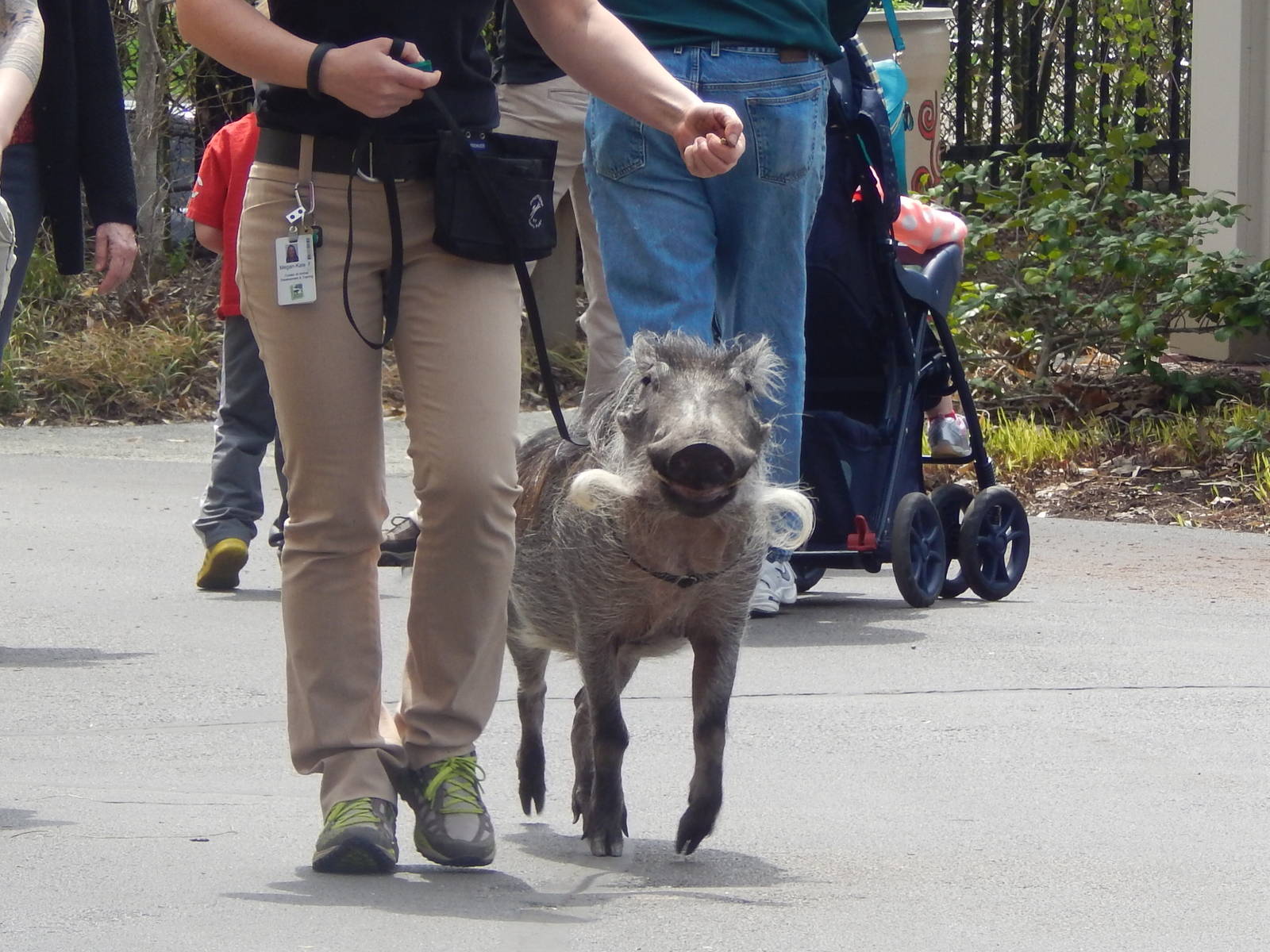 Apr. 2014 - A Walk with Walter the Warthog