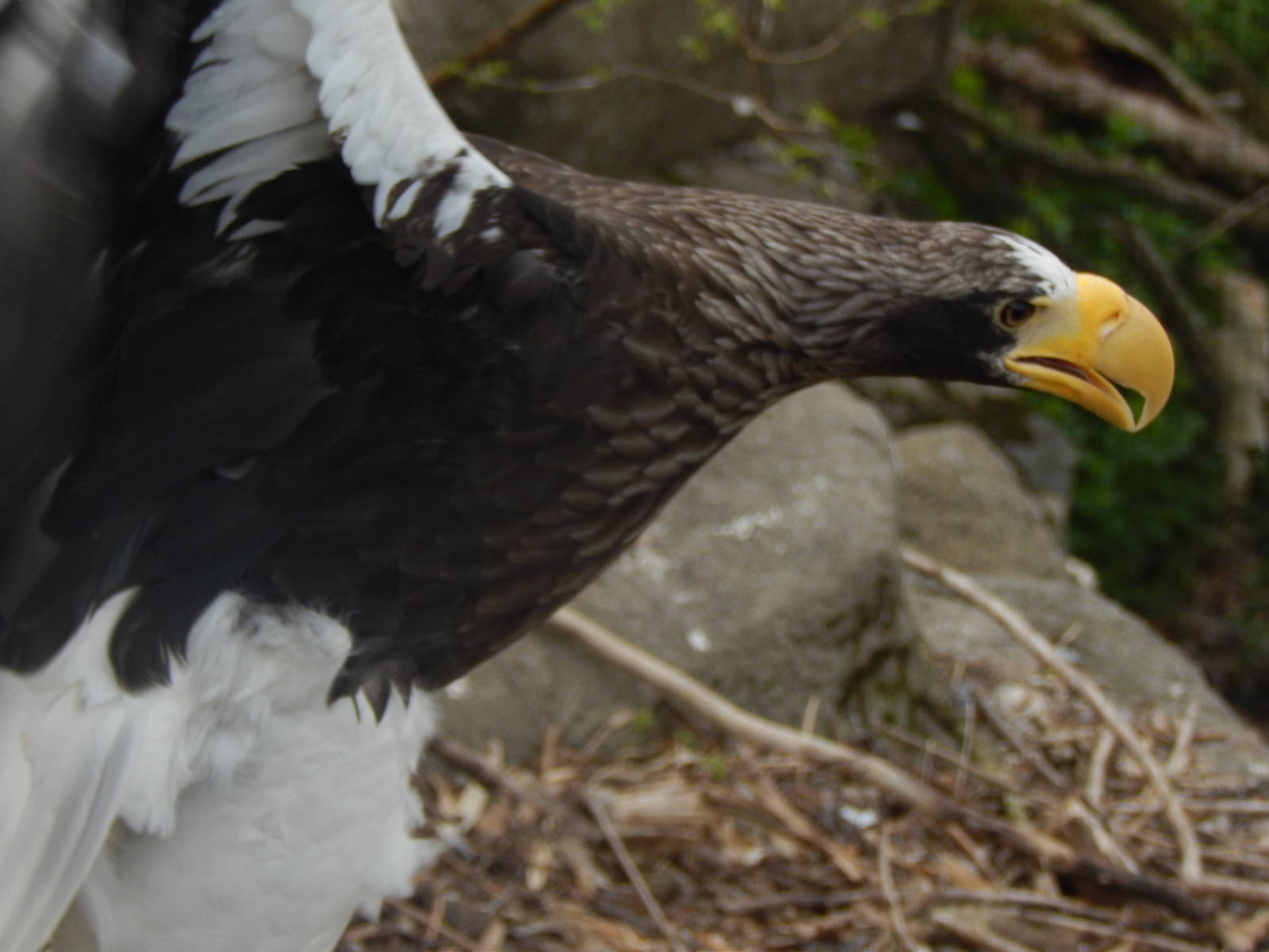 Apr. 2014 - Eagle Eyrie - Stellers Sea Eagle