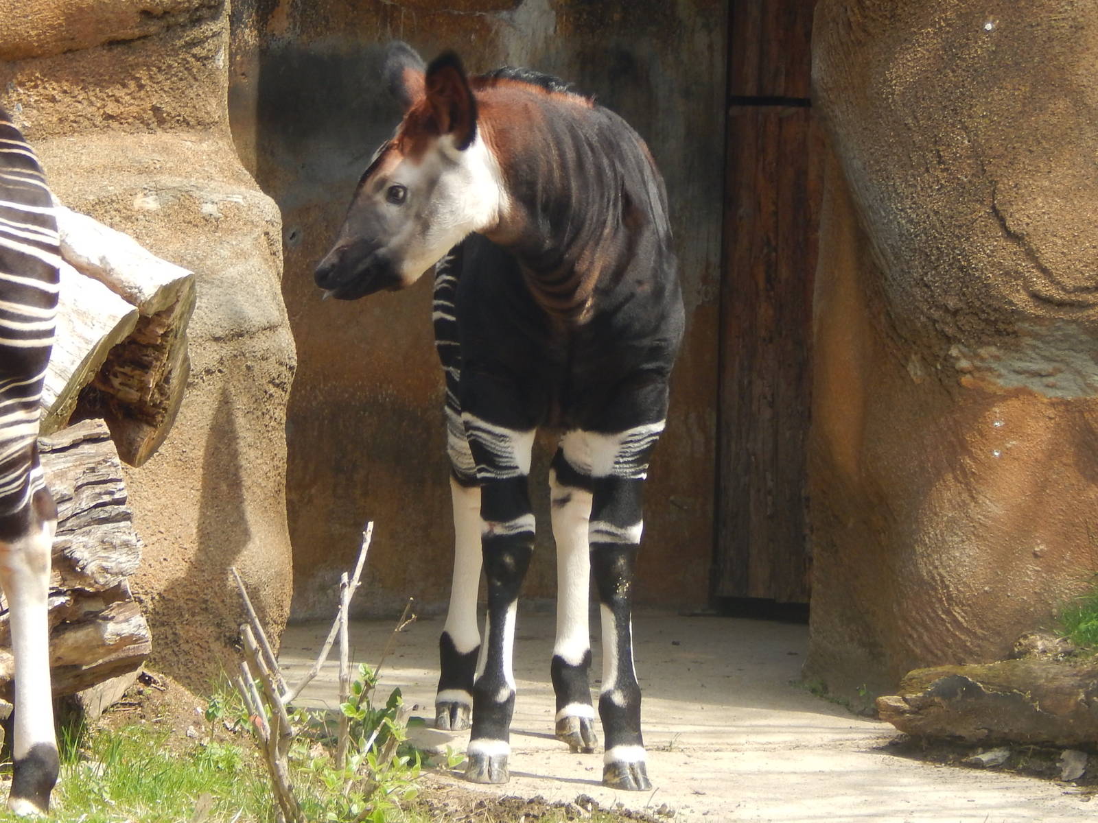 Apr. 2014 - Four Month Old Baby Okapi