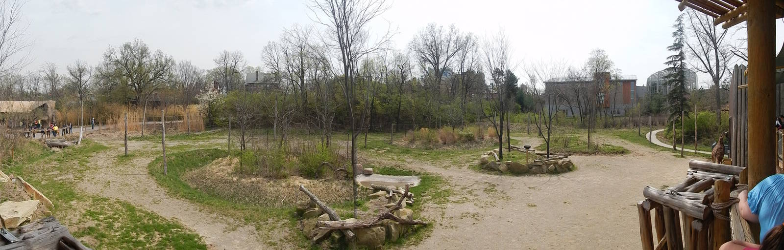 Apr. 2014 - Giraffe Ridge - Masai Giraffe Exhibit Panorama