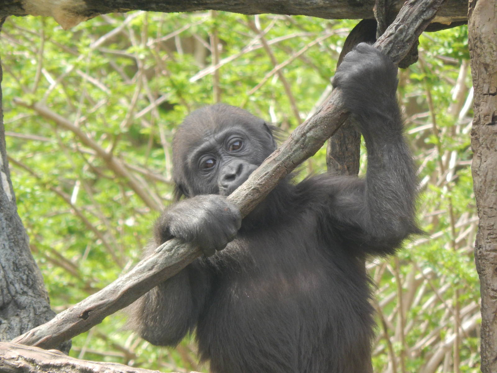 Apr. 2014 - Gorilla World - Baby Gladys