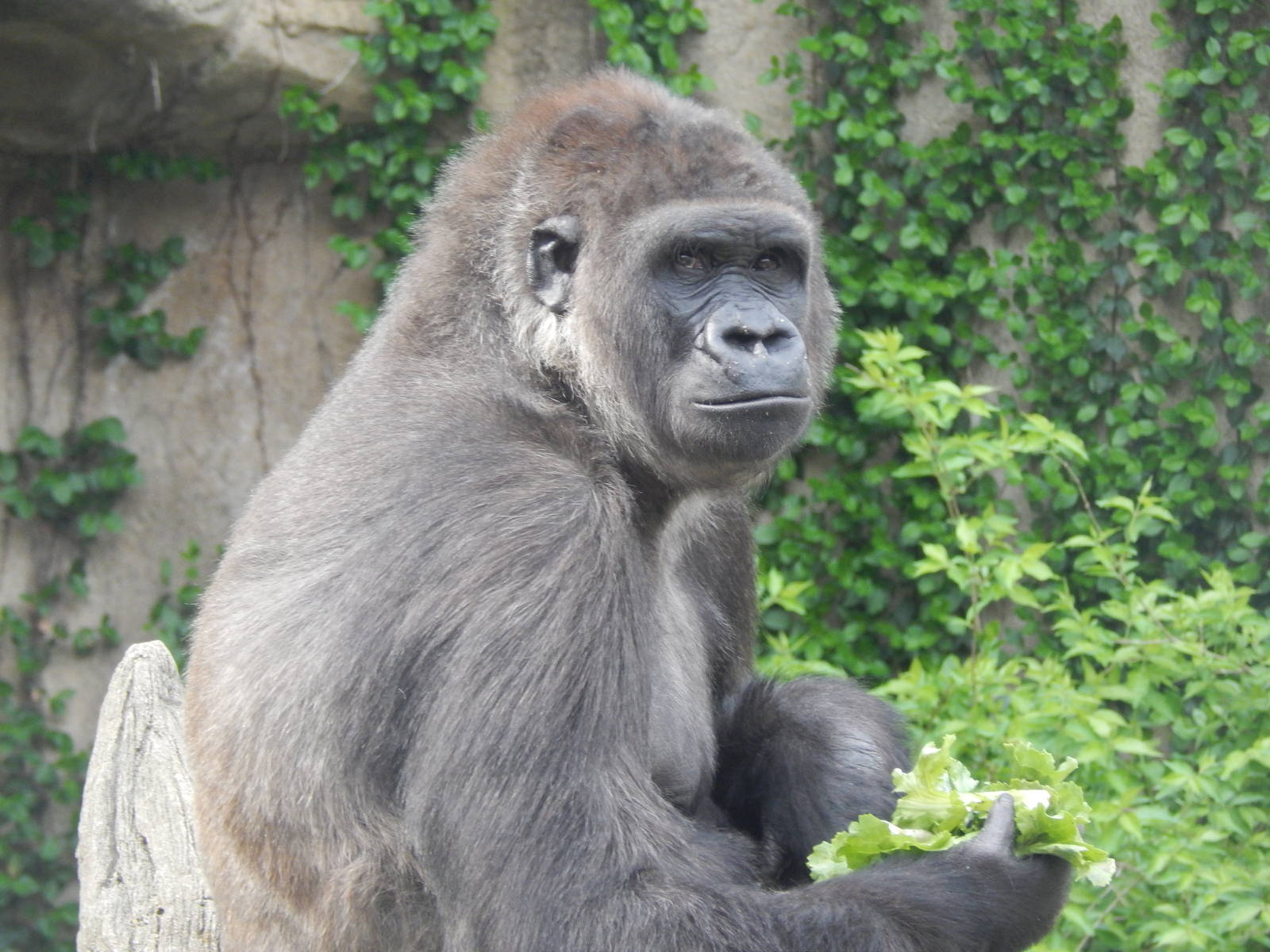 Apr. 2014 - Gorilla World - Mara