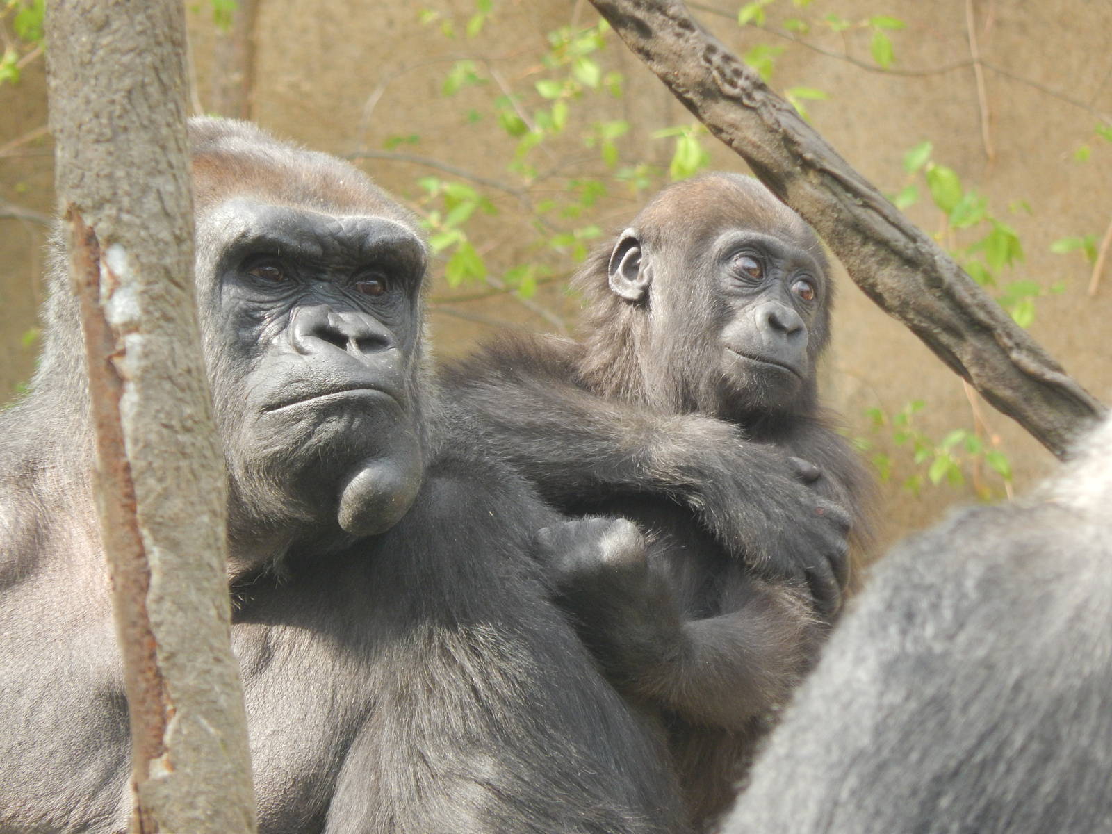 Apr. 2014 - Gorilla World - Mlinzi + Baby Gladys