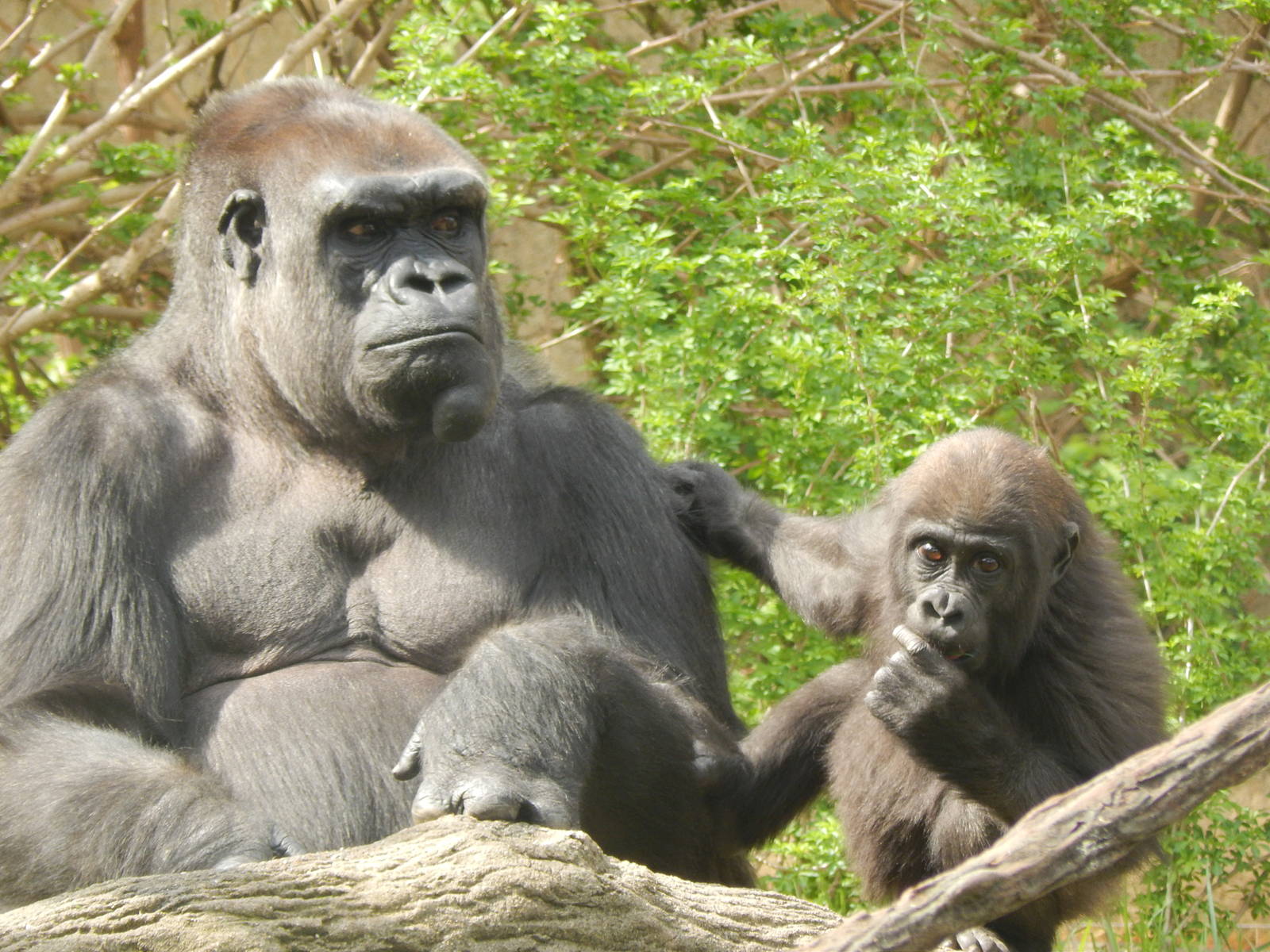 Apr. 2014 - Gorilla World - Mlinzi + Gladys