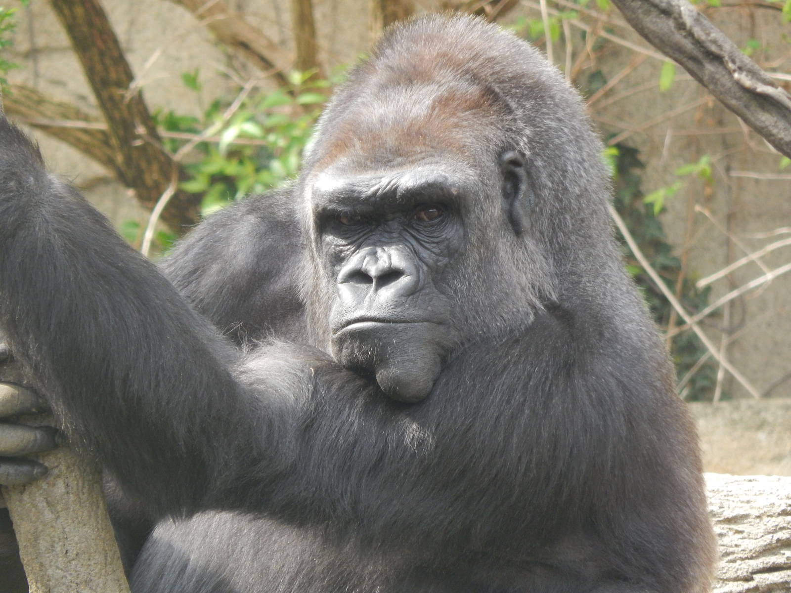 Apr. 2014 - Gorilla World - Mlinzi Portrait