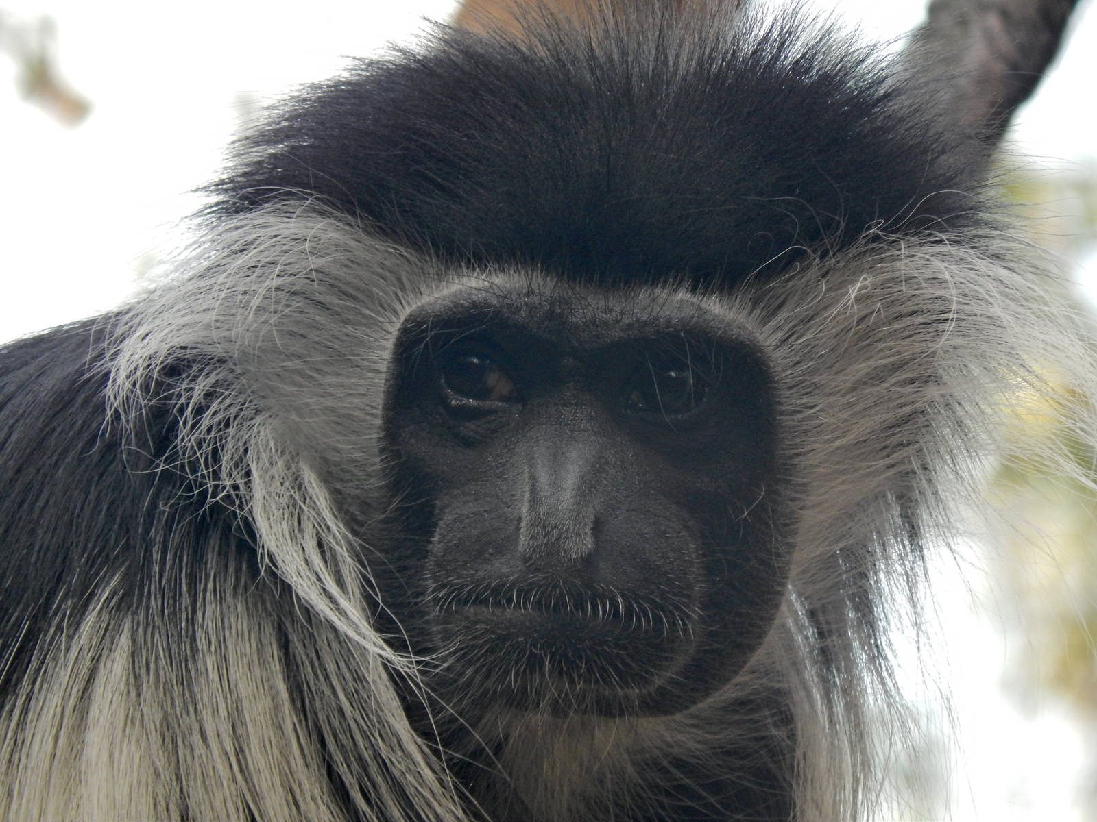 Apr. 2014 - Jungle Trails - Angolan Colobus