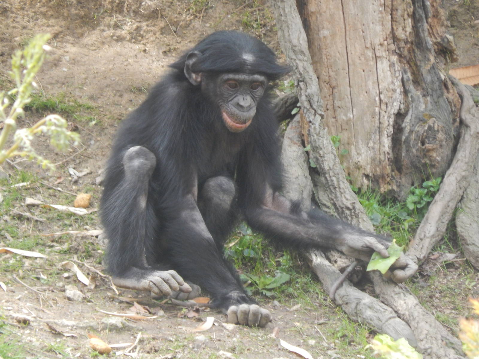 Apr. 2014 - Jungle Trails - Baby Bonobo