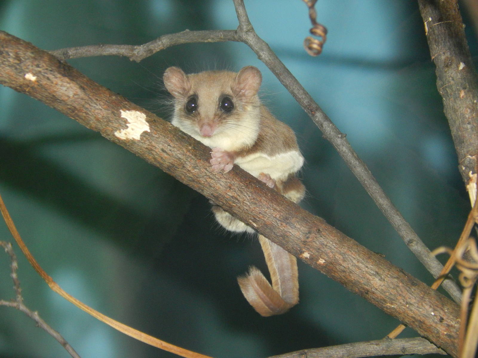 Apr. 2014 - Jungle Trails - Feather-tail Glider (An Impossible Shot)
