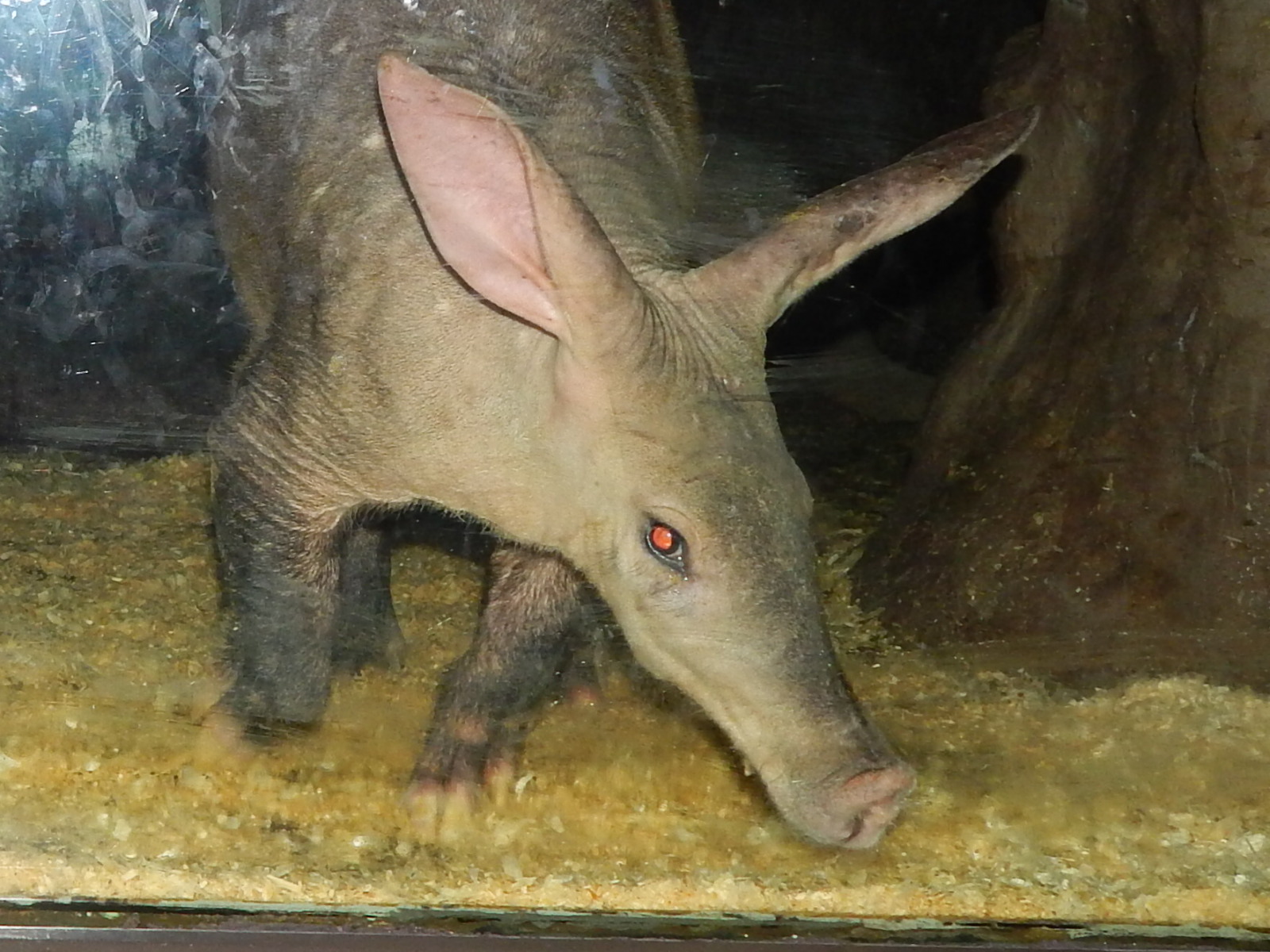 Apr. 2014 - Night Hunters - Aardvark