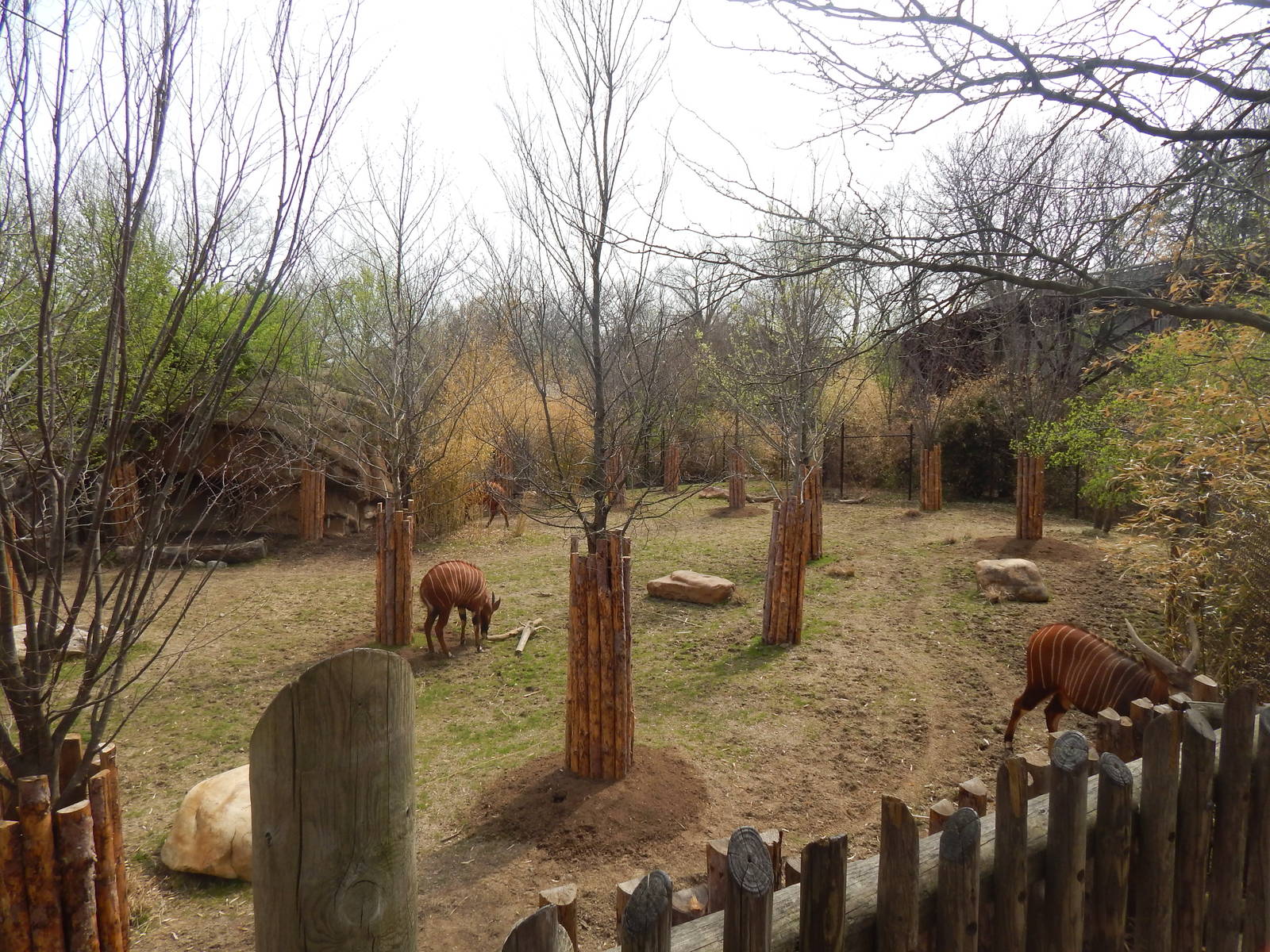 Apr. 2014 - Rhino Reserve - Eastern Bongo Exhibit