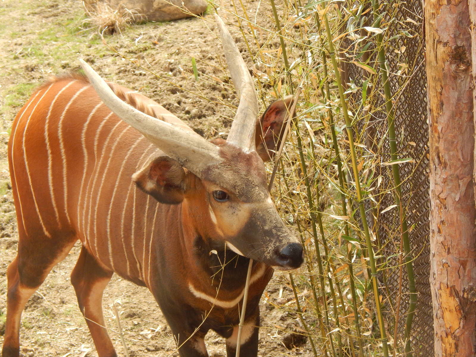 Apr. 2014 - Rhino Reserve - New Bongo Bull