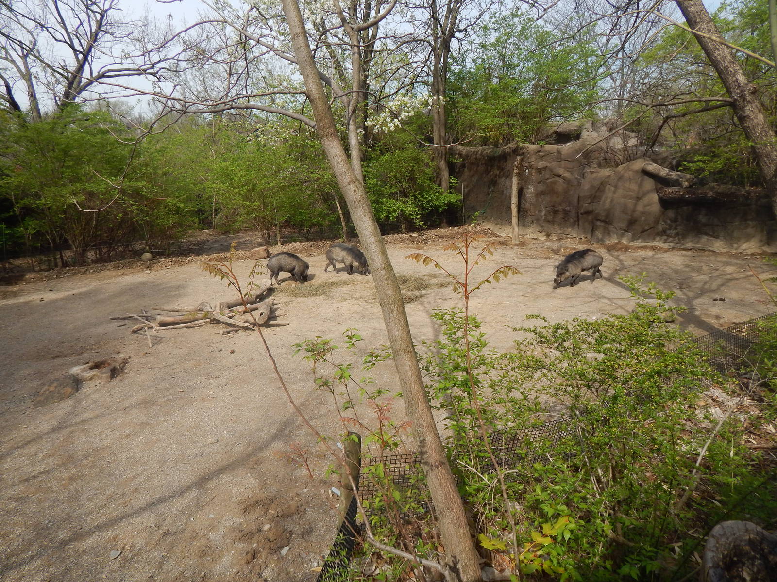 Apr. 2014 - Wildlife Canyon - Visayan Warty Pig Exhibit