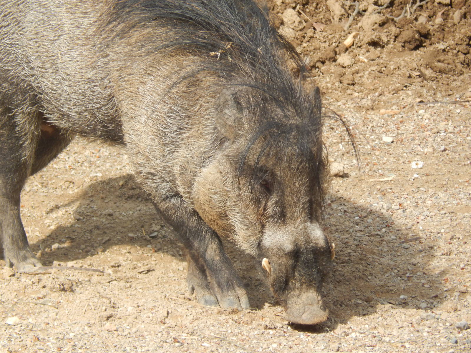 Apr. 2014 - Wildlife Canyon - Visyan Warty Pig