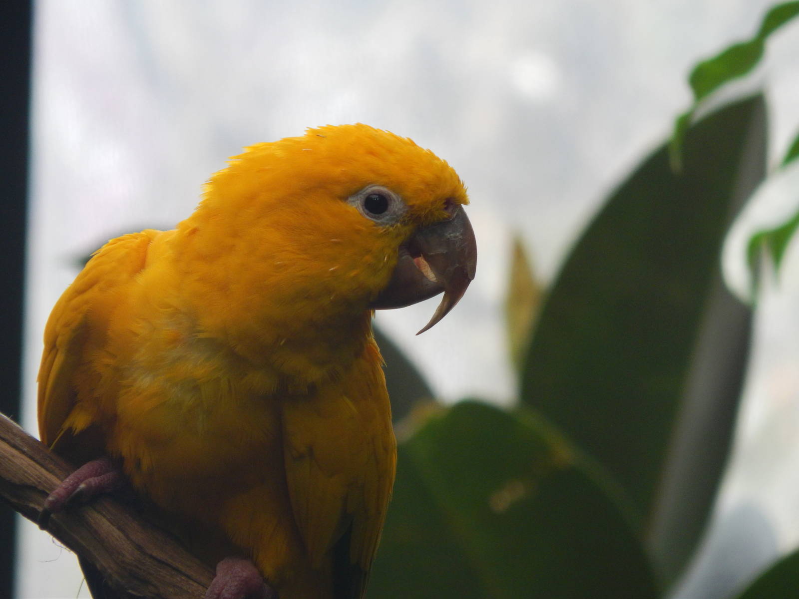 Apr. 2014 - Wings of the World - Golden Conure