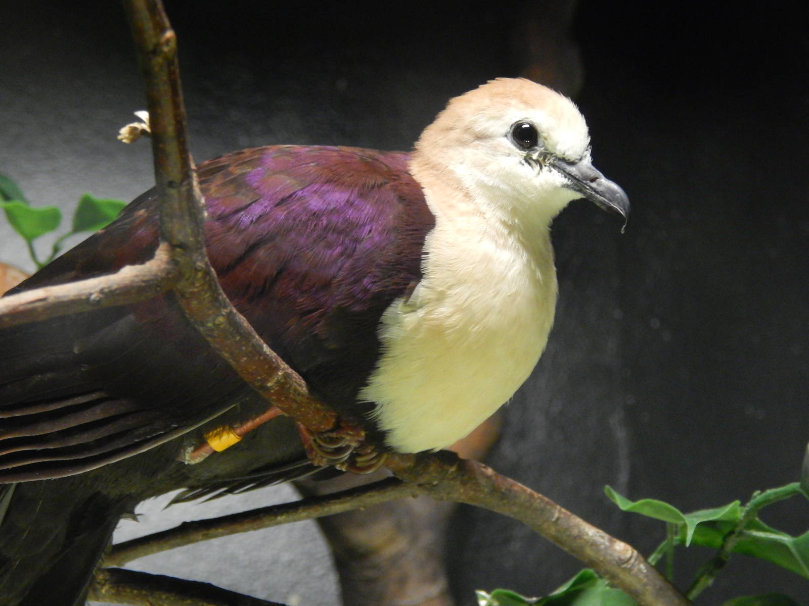 Apr. 2014 - Wings of the World - White-throated Ground Dove