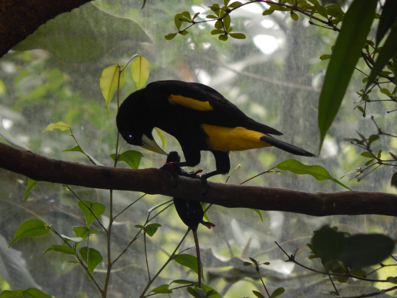 Apr. 2014 - Wings of the World - Yellow-rumped Cacique