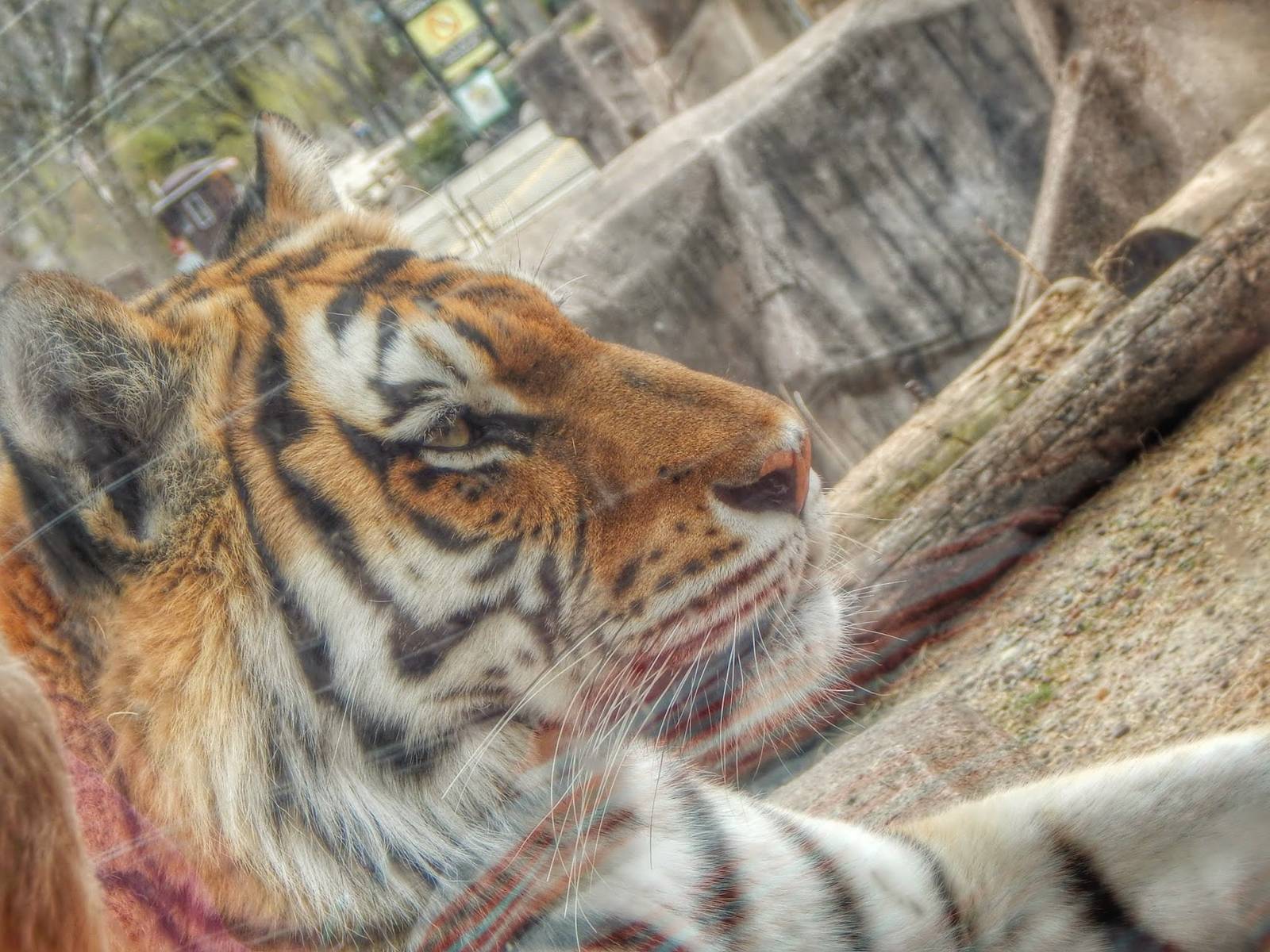 Apr. 2015 - Africa - Asia - South America - Amur Tiger
