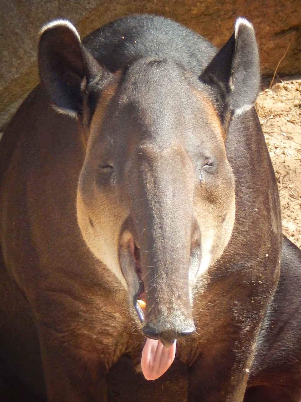 Apr. 2015 - Africa - Asia - South America - Baird's Tapir