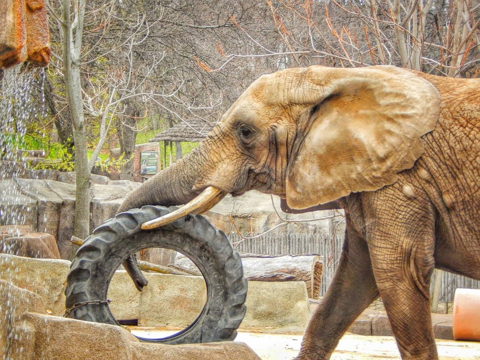 Apr. 2015 - Africa - Asia - South America - Brittany Playing With Tire