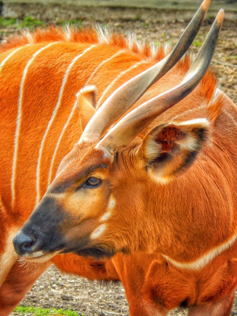 Apr. 2015 - Africa - Asia - South America - Eastern Bongo