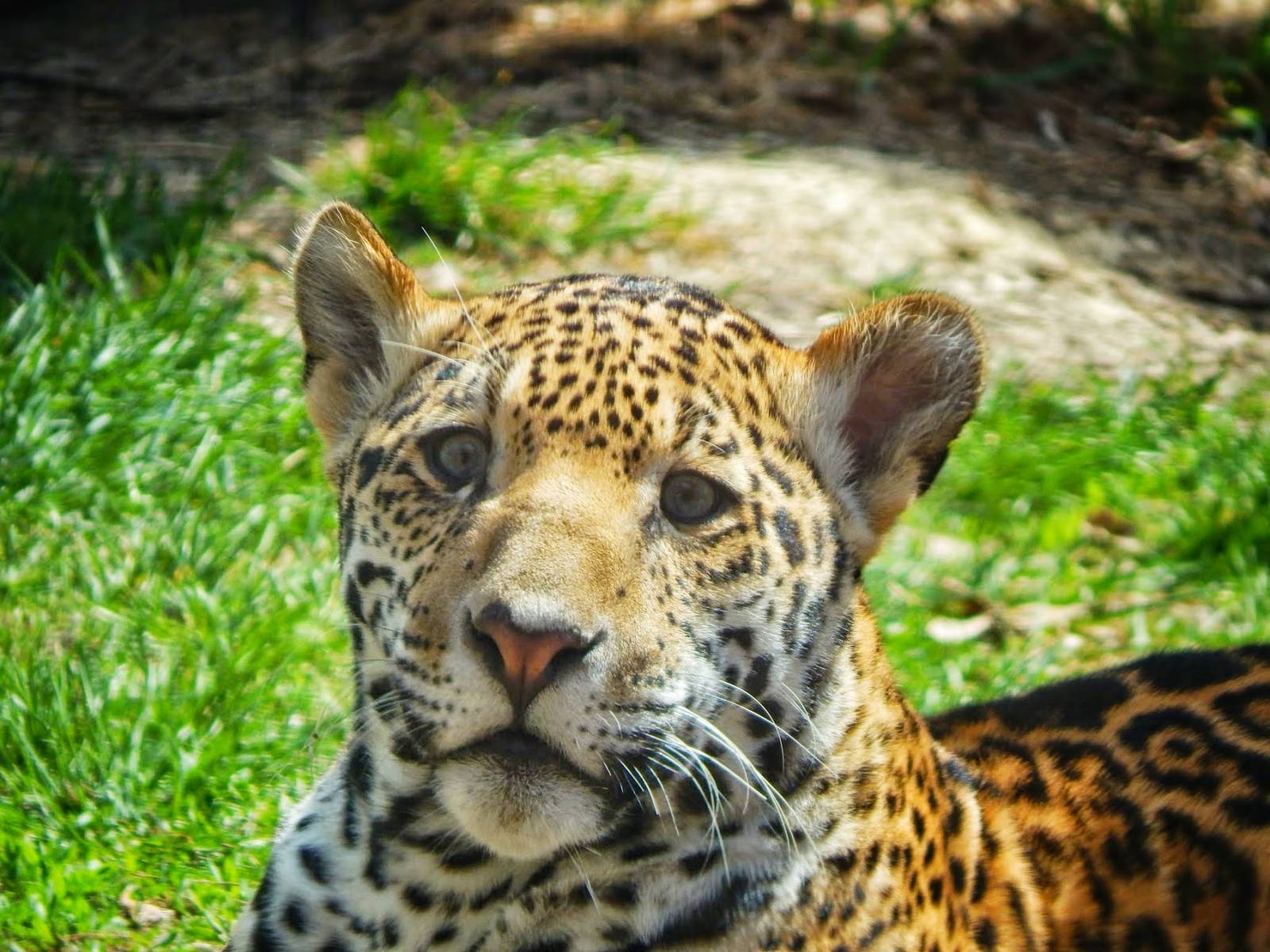 Apr. 2015 - Africa - Asia - South America - Francisco