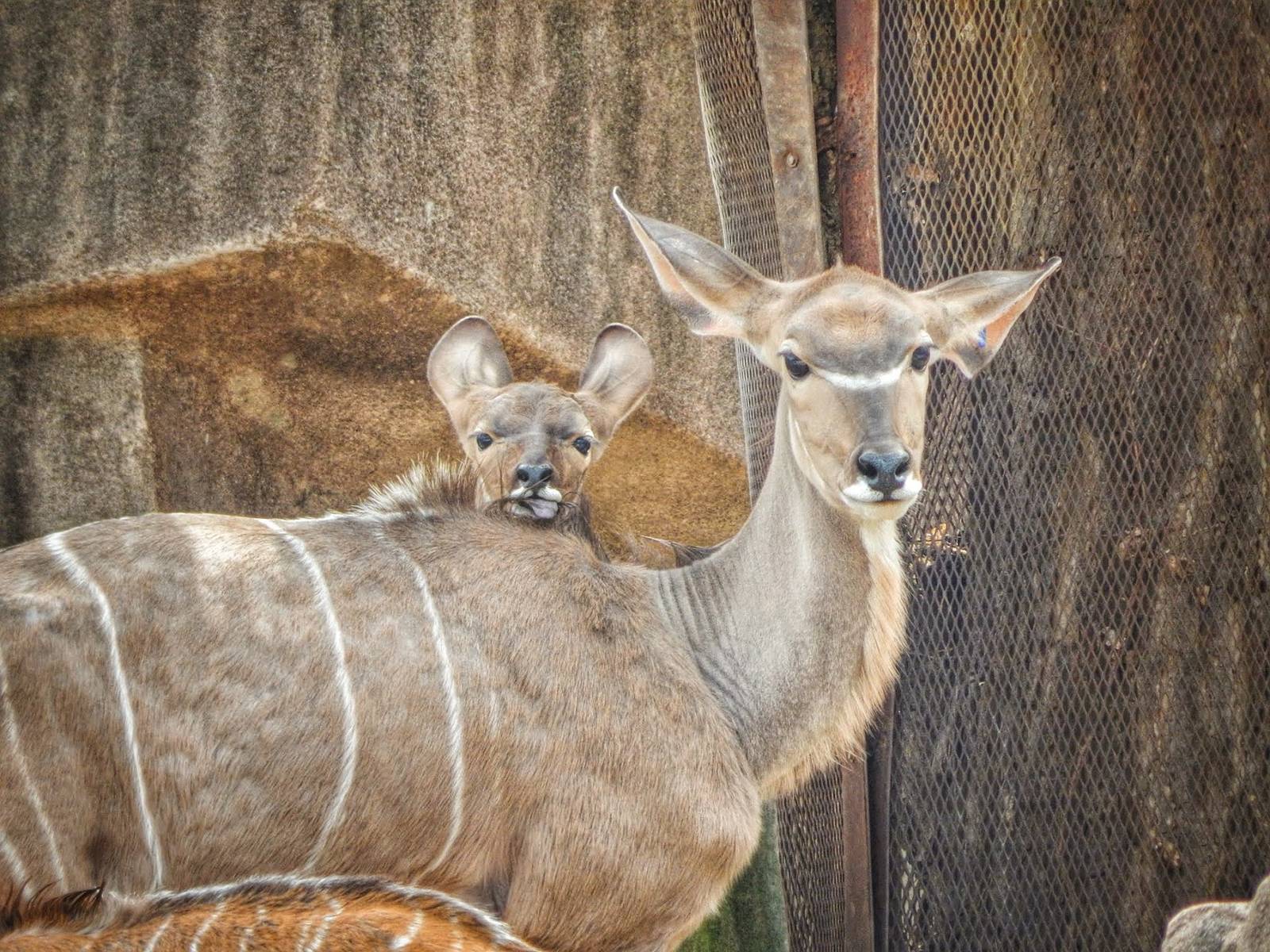 Apr. 2015 - Africa - Asia - South America - Greater Kudu + Young