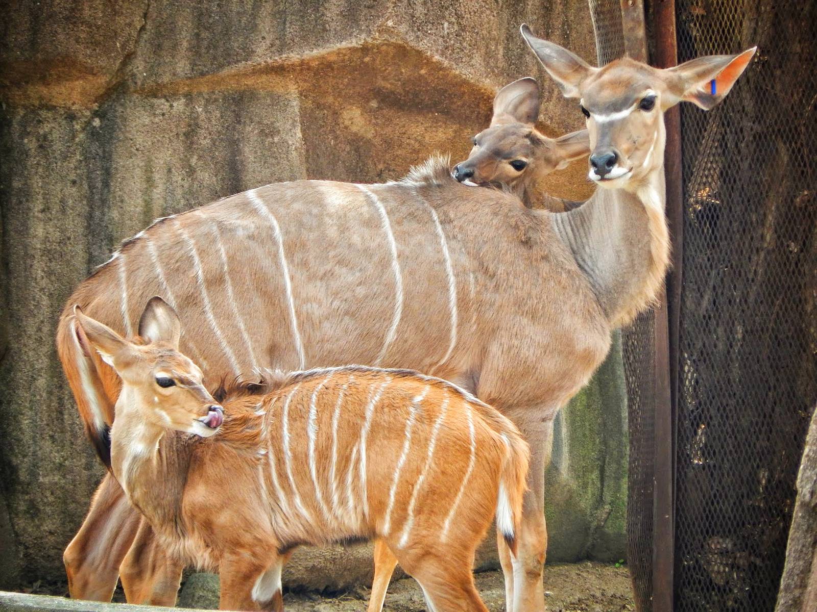 Apr. 2015 - Africa - Asia - South America - Greater Kudu + Young