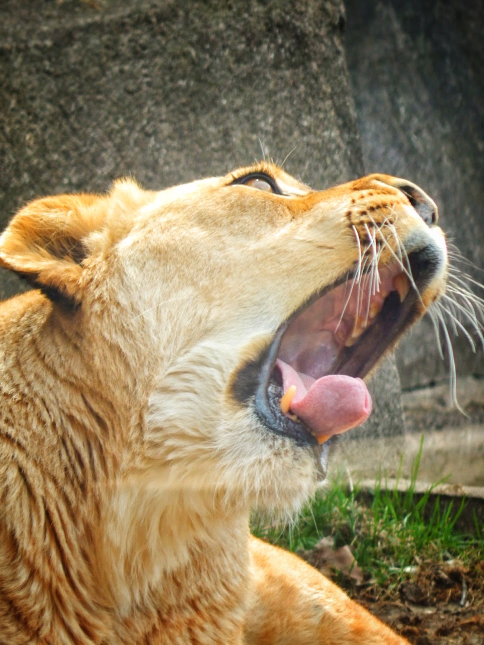 Apr. 2015 - Africa - Asia - South America - Sanura